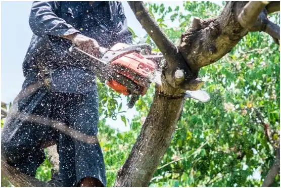 tree services Bowie